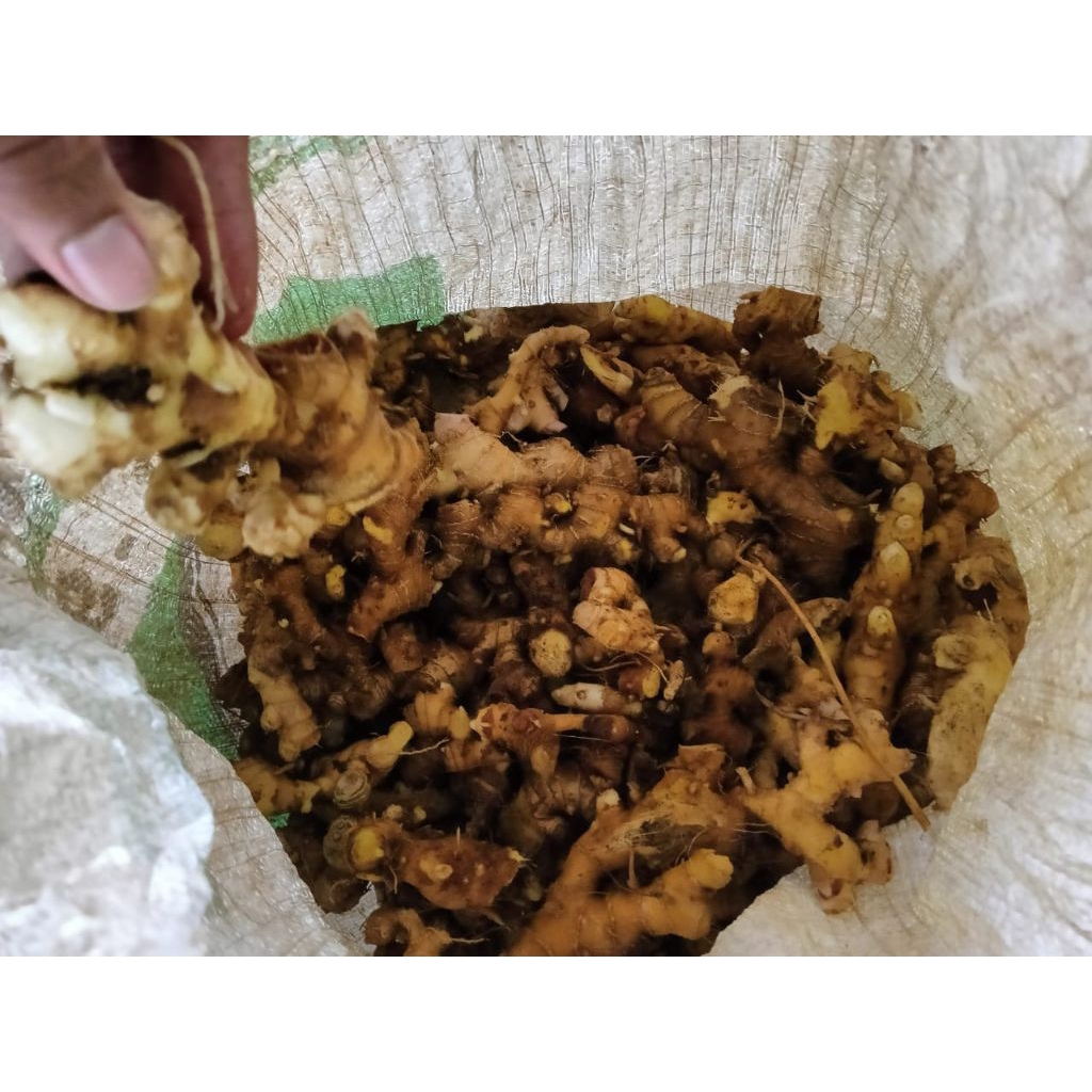 

lampuyang atau lempuyang segar 500gram/1kg