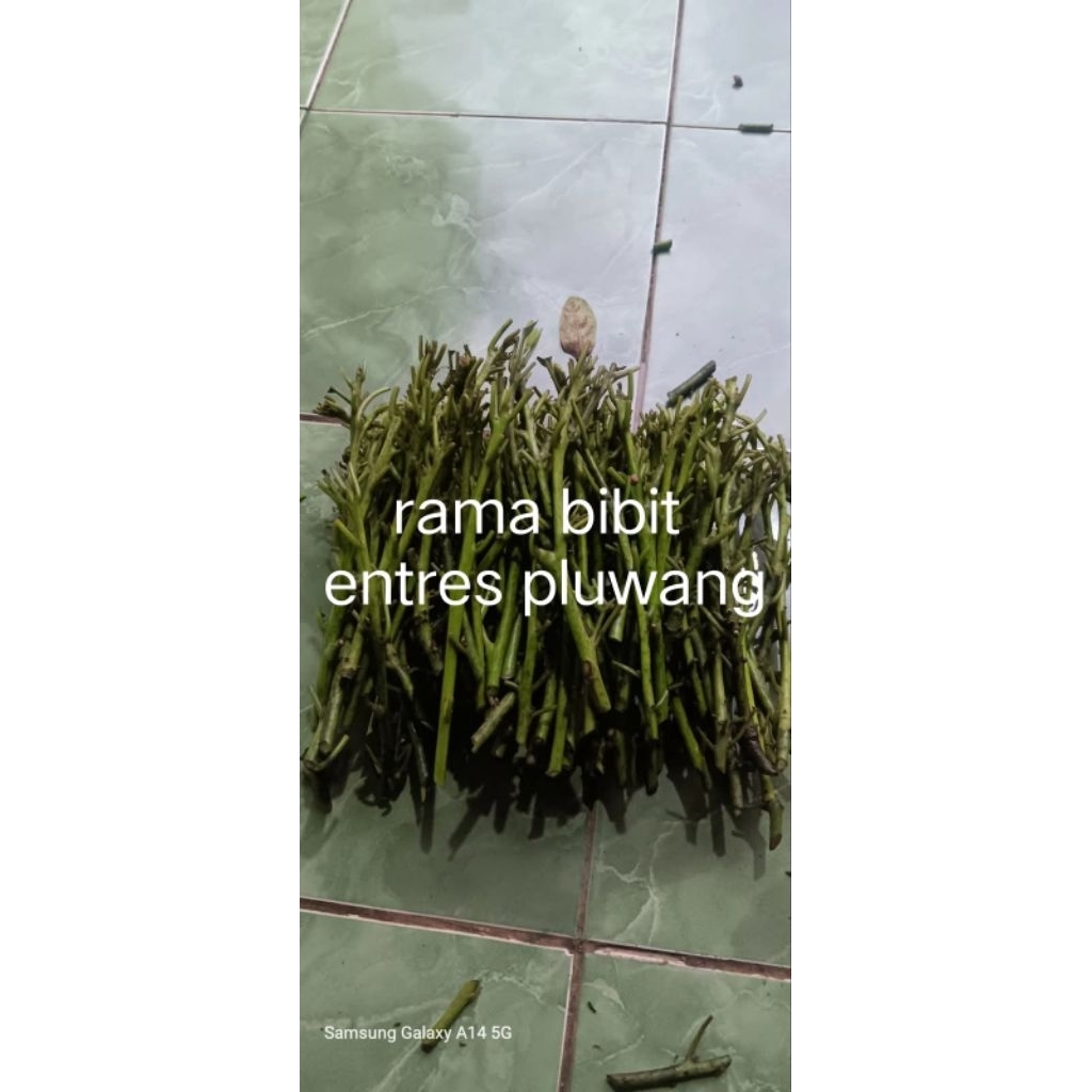 entres alpukat pluwang