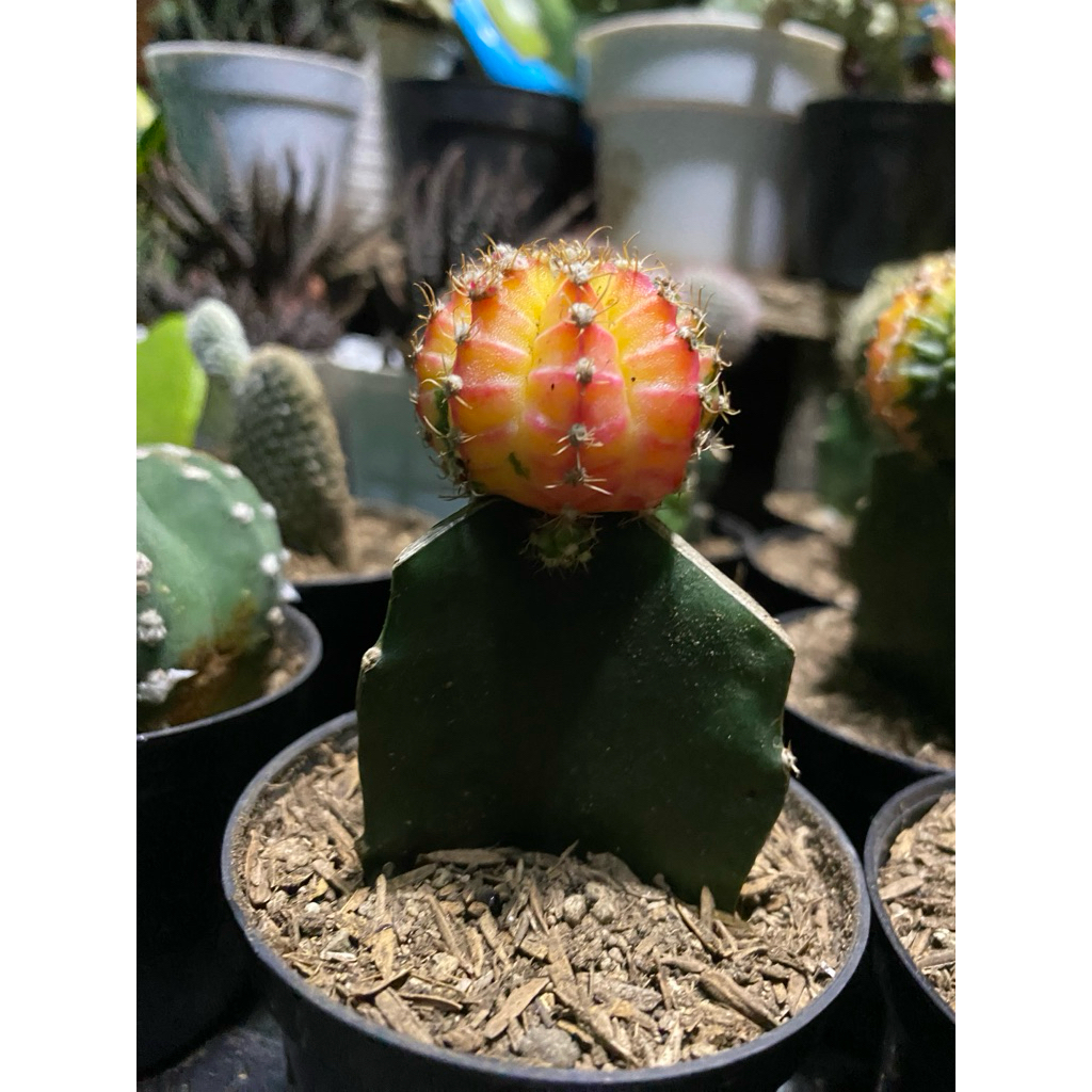 kaktus gymno