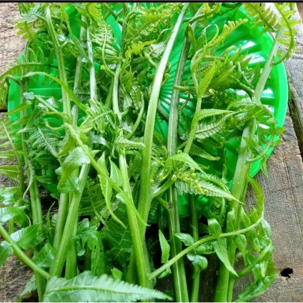 

Daun Pakis sayur segar 500 gram