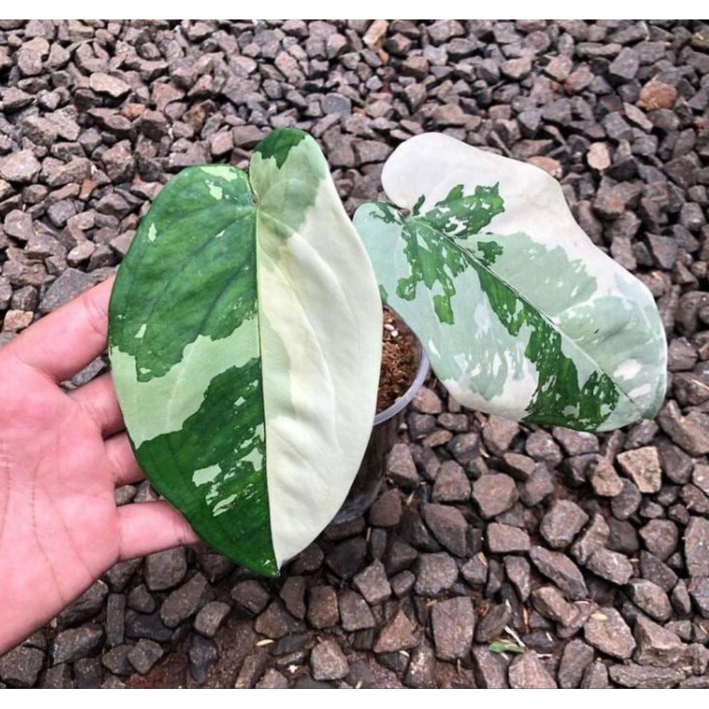 syngonium chiapense (VARIGATA)