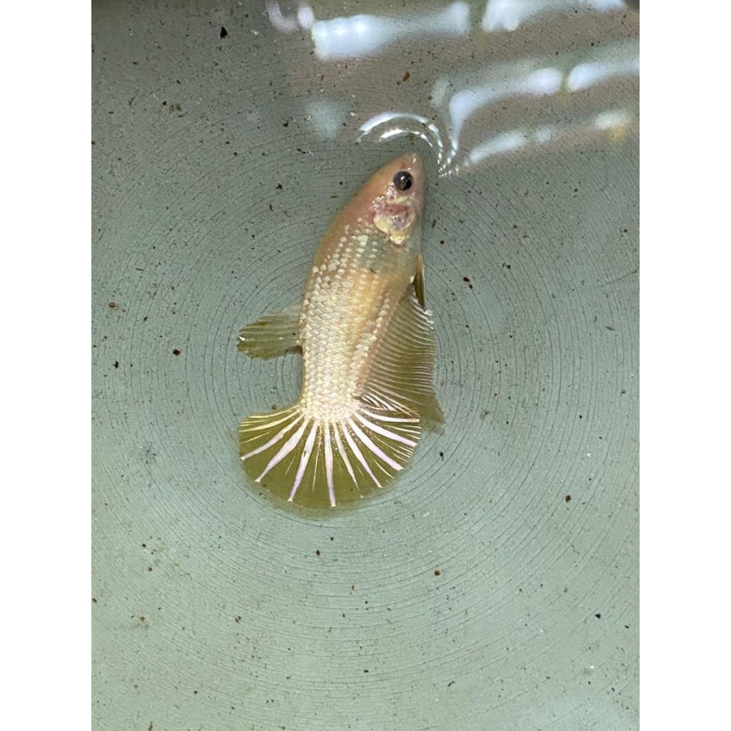 femaleHmpk Random warna