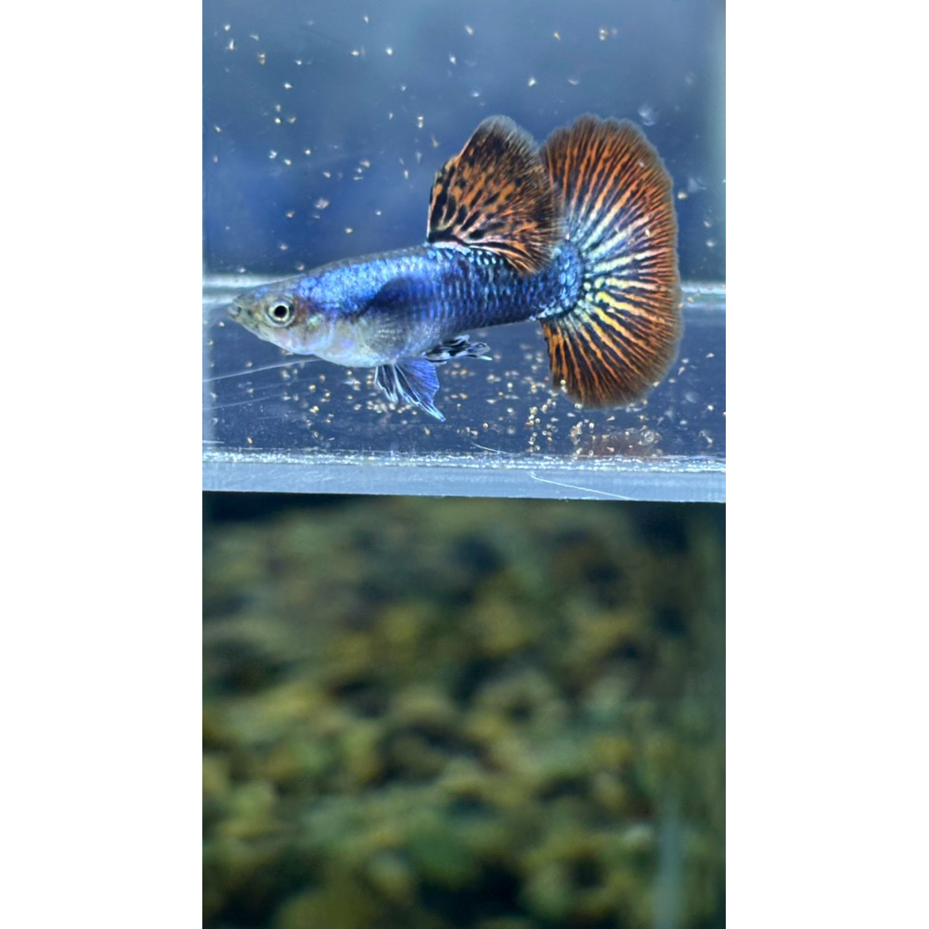 

IKAN GUPPY PLATINUM RED DRAGON