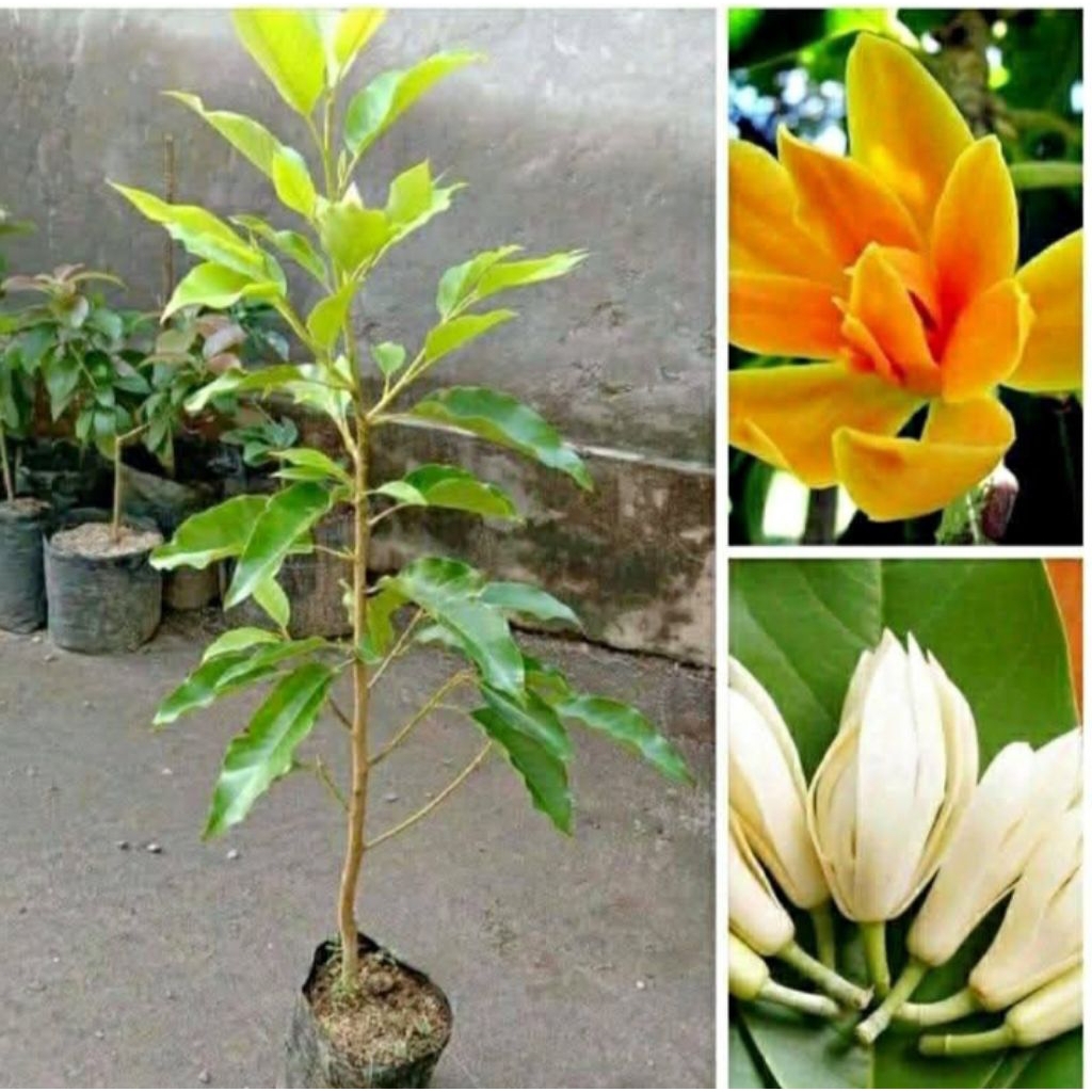 Promo Bibit bunga kantil putih dan kuning  1 paket isi 2