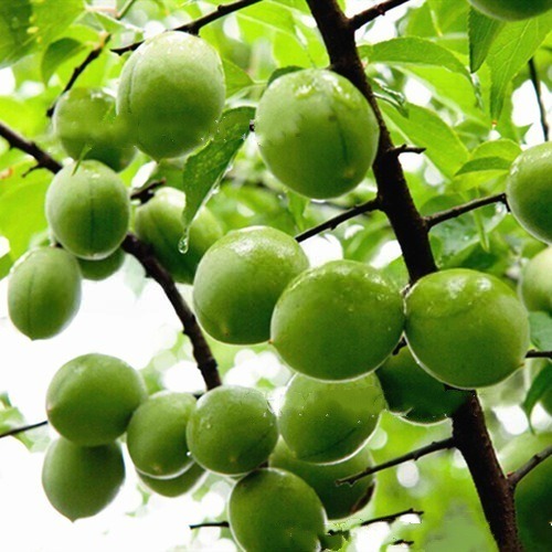 10 biji Bibit Plum Hijau (Tahan Dingin/Buah Obat)
