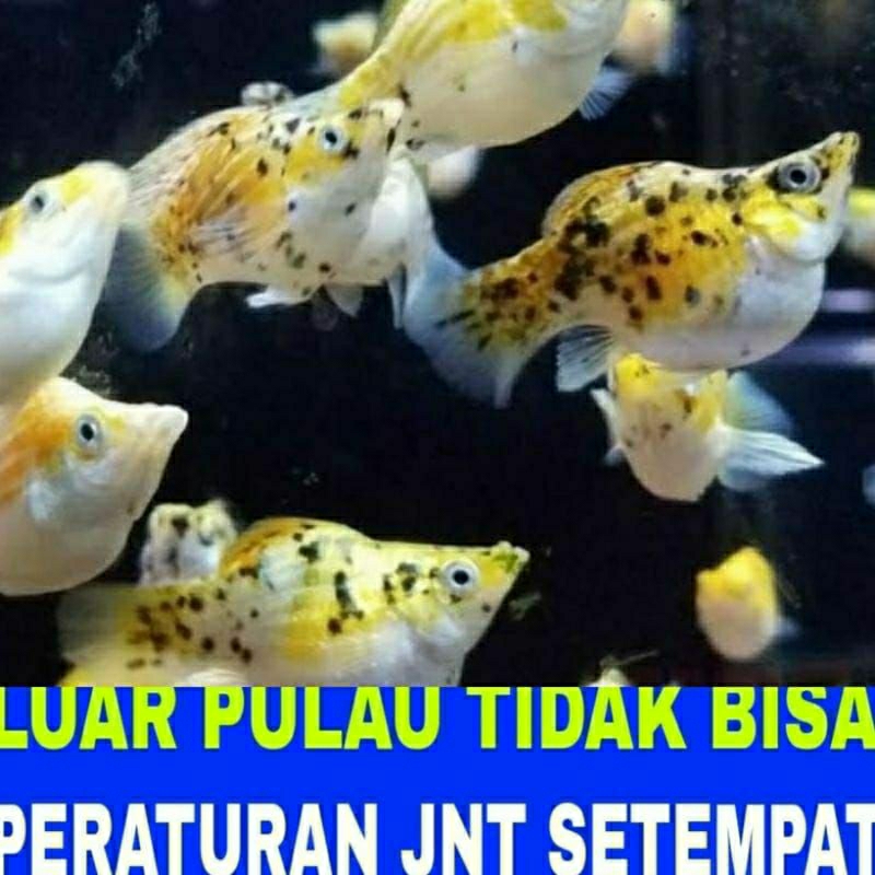 molly CALICO 10ekor /MOLLY BALON/IKAN HIAS/AQUASCAFE