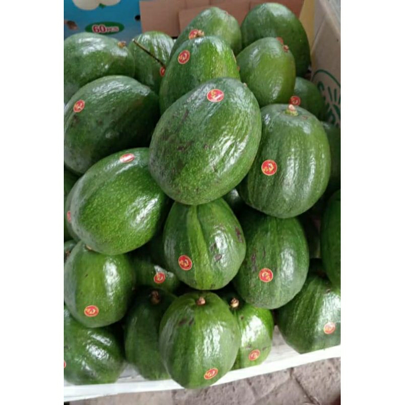 

Alpukat Alligator biji kecil