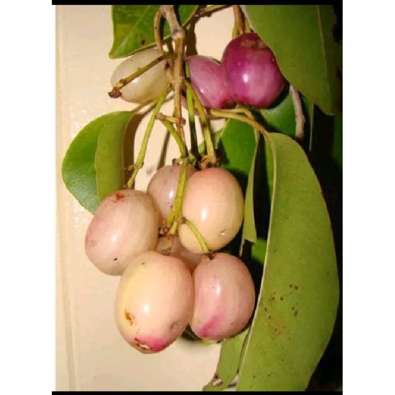 indukan juwet putih berbunga