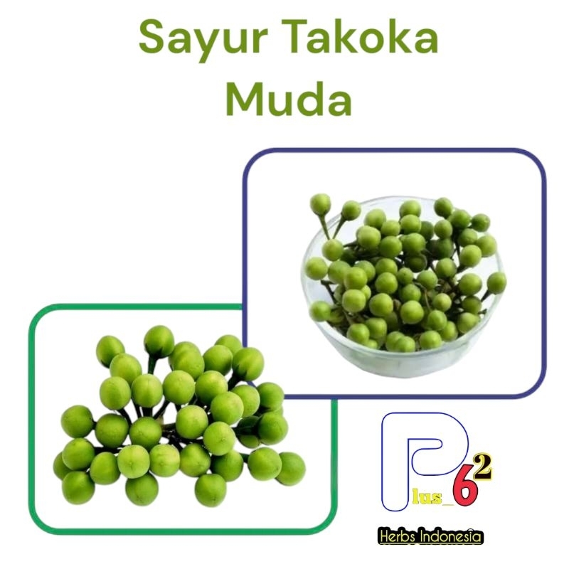 

Sayuran Takokak-Buah Muda Cipokak Segar 100 Gr