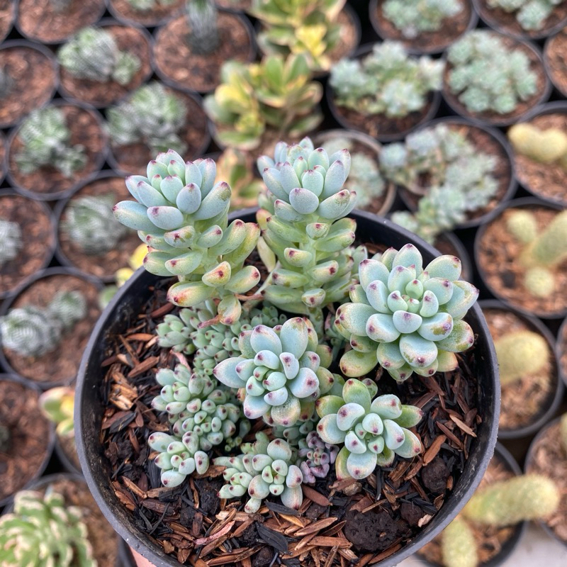 Tanaman Kaktus Hias Dan Sukulen Aloe Vera Lidah Buaya Kuning Untuk Hiasan Taman Rungan Interior