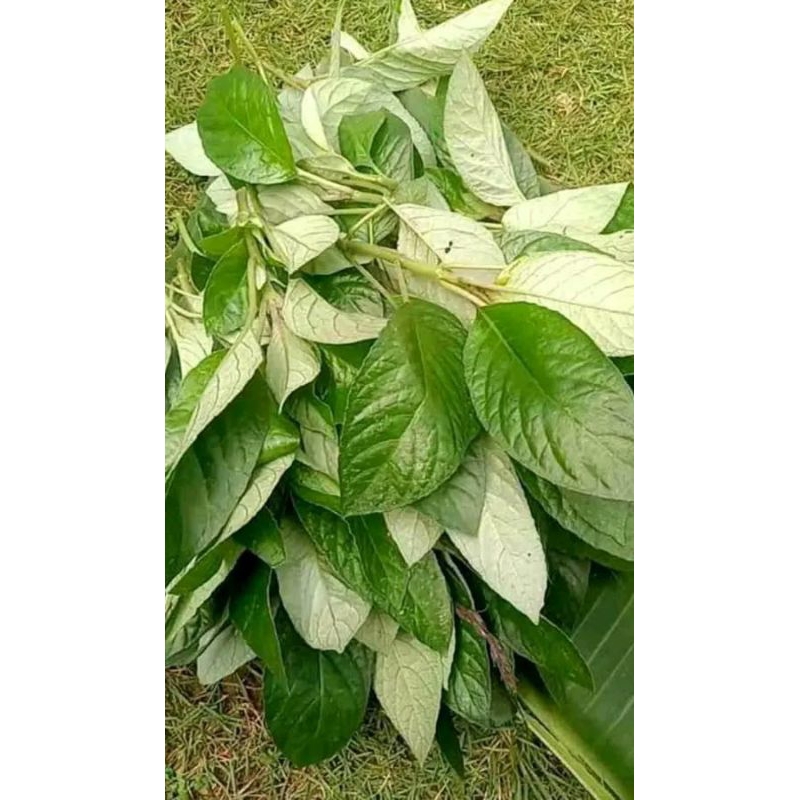 

Lalapan mentah herbal daun reundeu,reundeu segar 250 gram