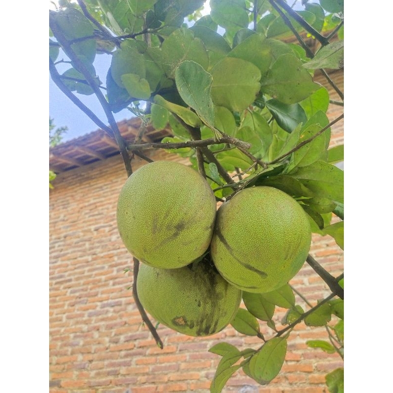 

Jeruk Pamelo madu berat 800-900gram