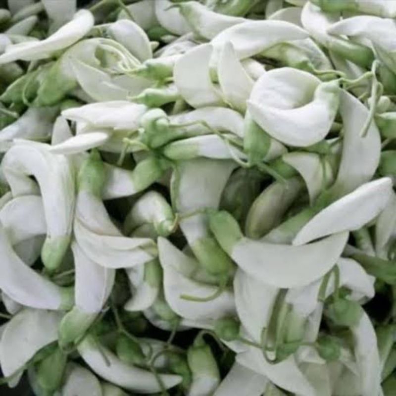 

Kembang turi putih 1 bungkus