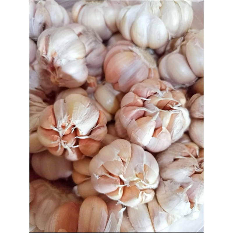 

BAWANG PUTIH KEMASAN 1/2 KILO