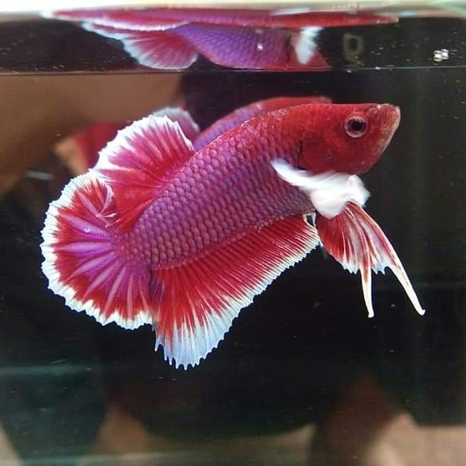 Cupang lavender dewasa/dumbo ear lavender