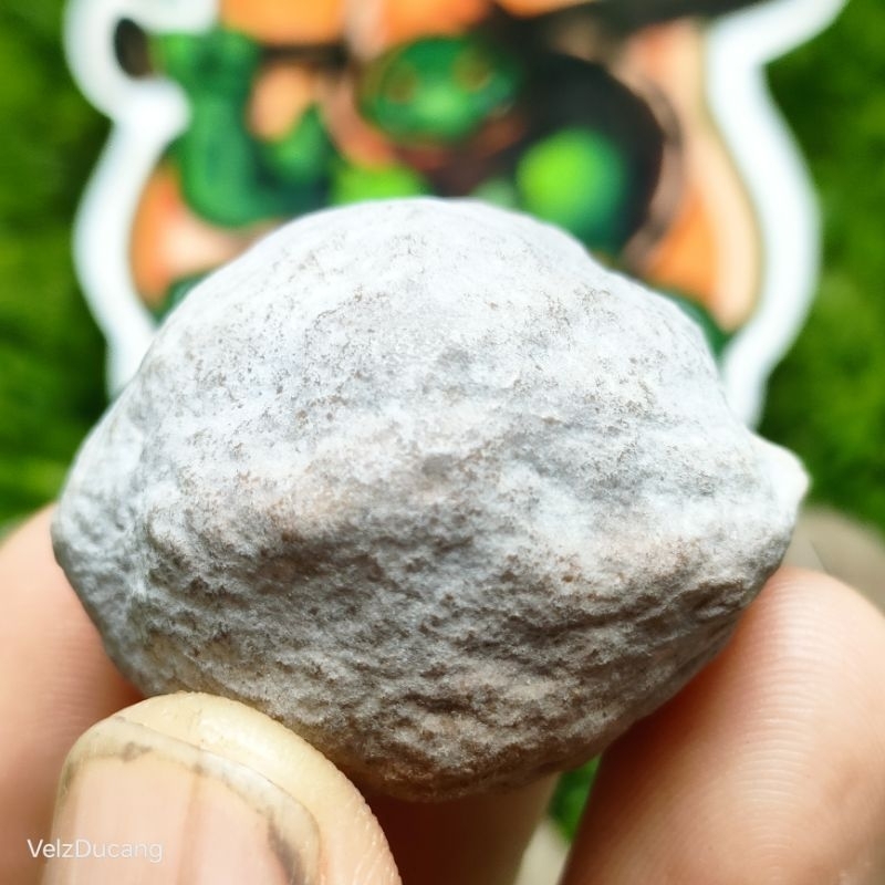 MUNCANG ADU JALIM SI TAICI ( ANAK GURAME ) (POSISI NGAMBANG TUUS CUKAENMAH BAGUS)