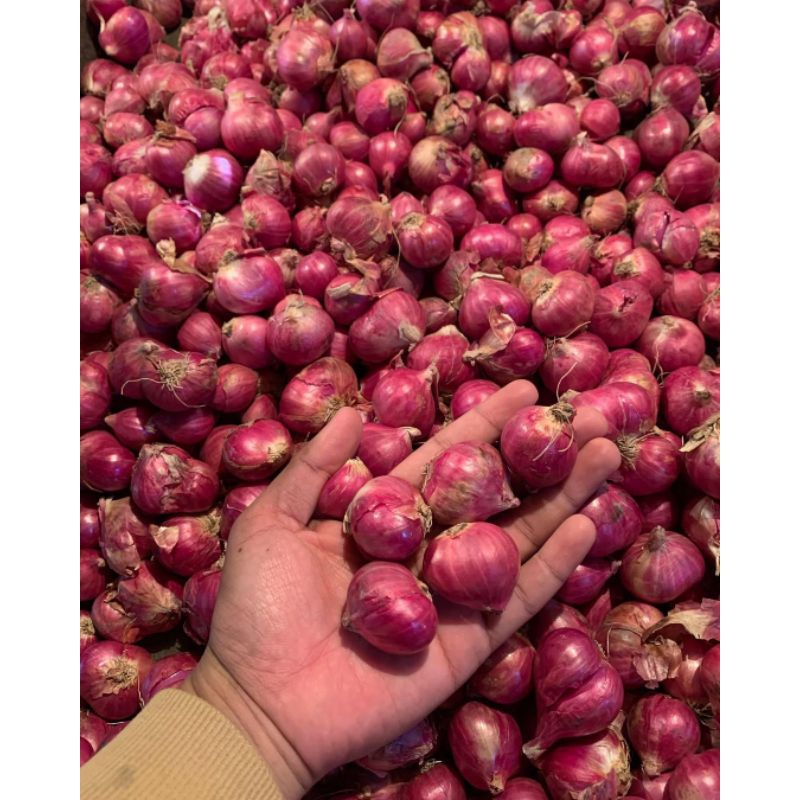 

BAWANG MERAH 1kg BESAR PROBOLINGGO TERMURAH