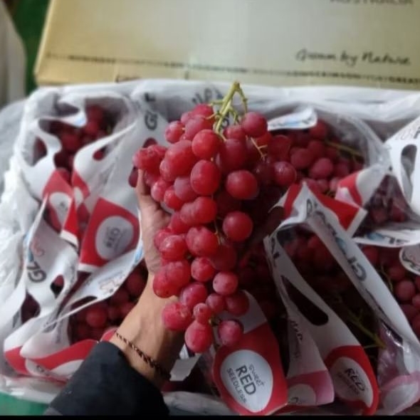 

Anggur Red Relli Australia Jual Per 1 Dus Karton