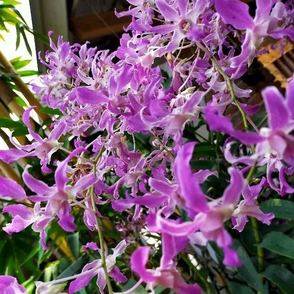 Dendrobium Superbiens