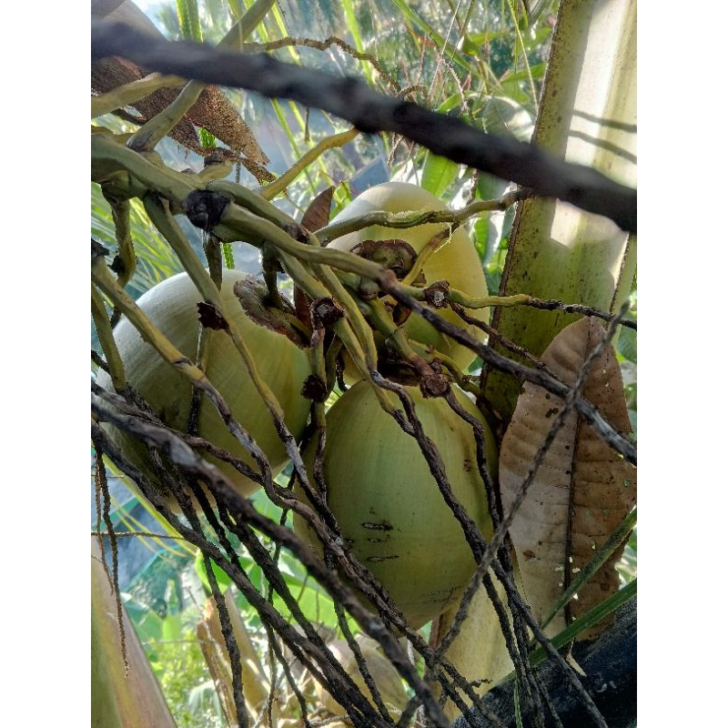 

baruluk segar langsung diambil dari pohonnya.