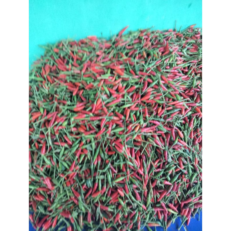 

CABA RAWIT SETAN HIJAU/RANCUNG/PELITA 500 gr