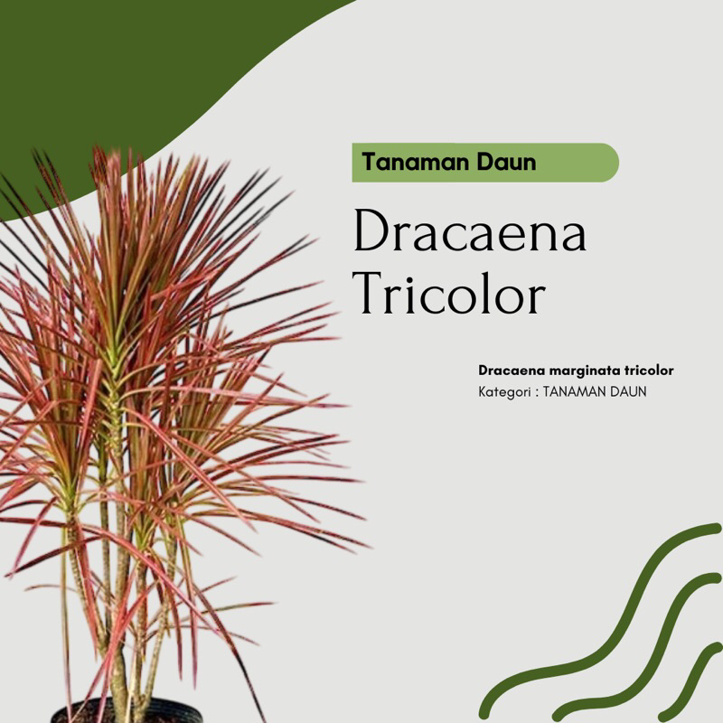 Tanaman Hias Dracena Tricolor Merah - Dracena Marginata