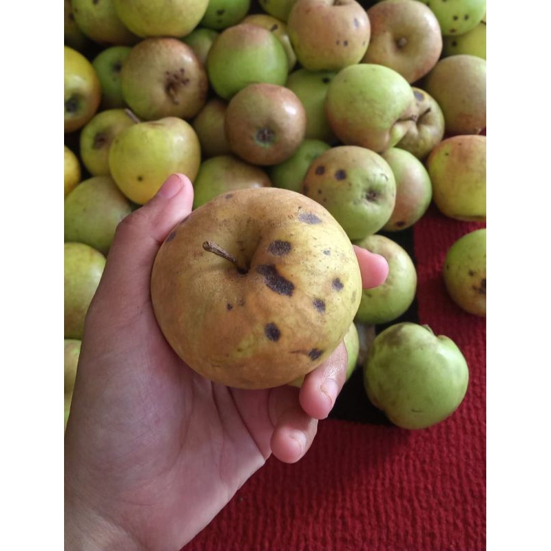 

Apel Manalagi BS 1kg | Size Kecil, isi 16-20 Buah per kg