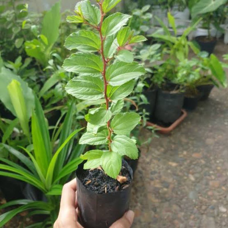 Tanaman herbal Pohon Bidara arab - Pohon Bidara arab