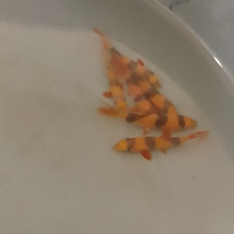 hiasan aquarium botia badut