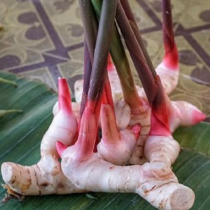 Laos merah | Lengkuas merah 1kg