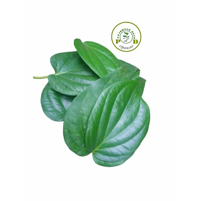 

Daun sirih segar alami 40 lembar untuk herbal pengobatan dll
