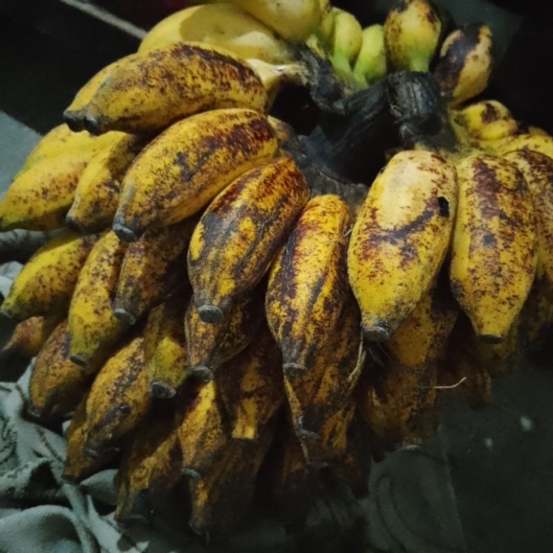 

pisang kepok harga per rekat