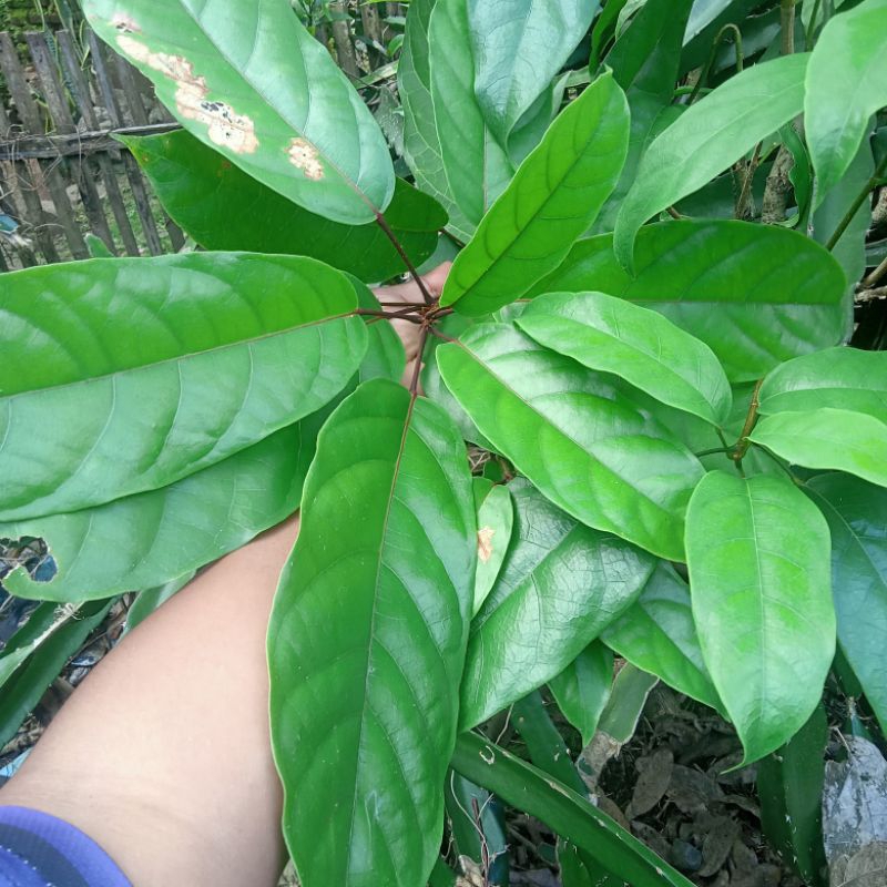 

Daun Hantap / Kalumpang / lomes spesial kesehatan ( 30 lembar/ kemasan)