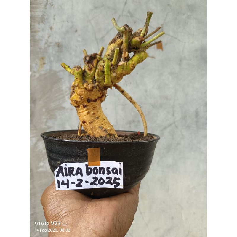 bahan bonsai serut dongkelan