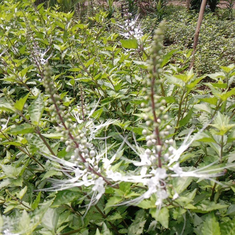 

Daun kumis kucing segar alami 125 gr bonus keji beling