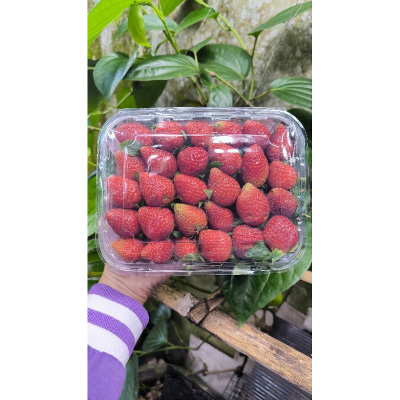 

Strawberry Fresh A 500gr PO