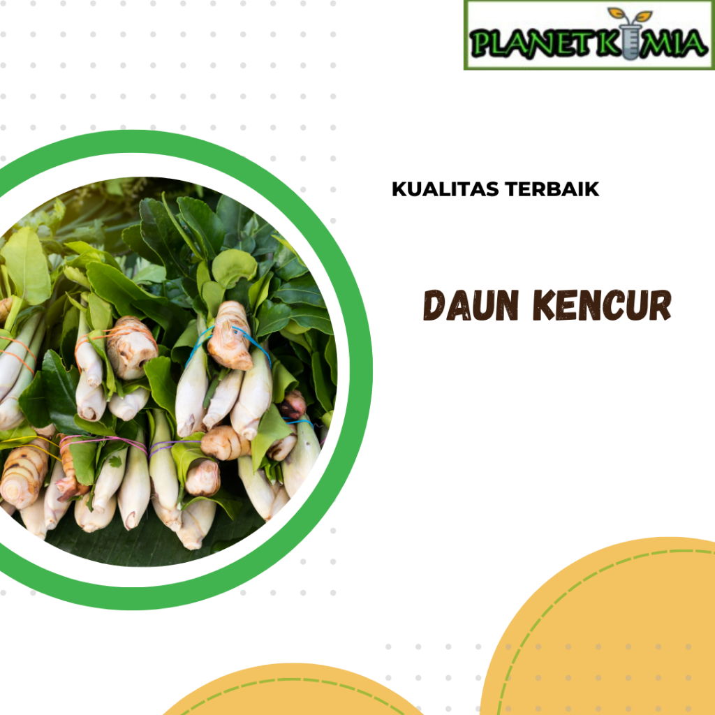 

ekstrak daun kencur best product