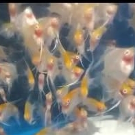 Manfish Red Cap Albino 2.5- 3 Cm - ETALASE