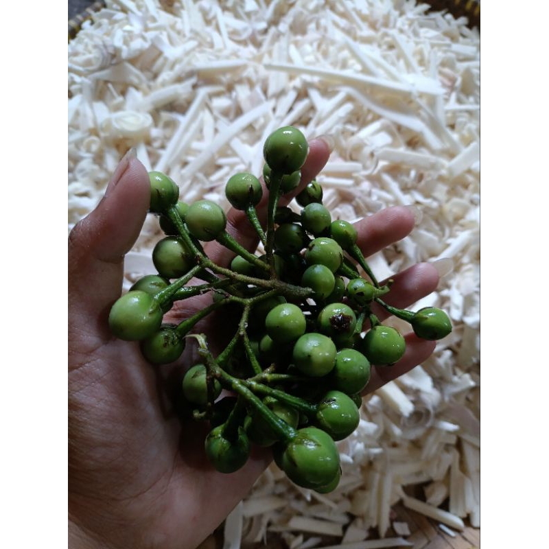 

Buah tekokak