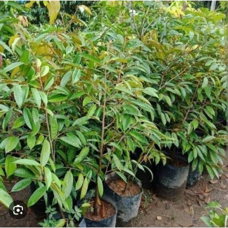 bibit durian duri hitam tinggi 1 meter up