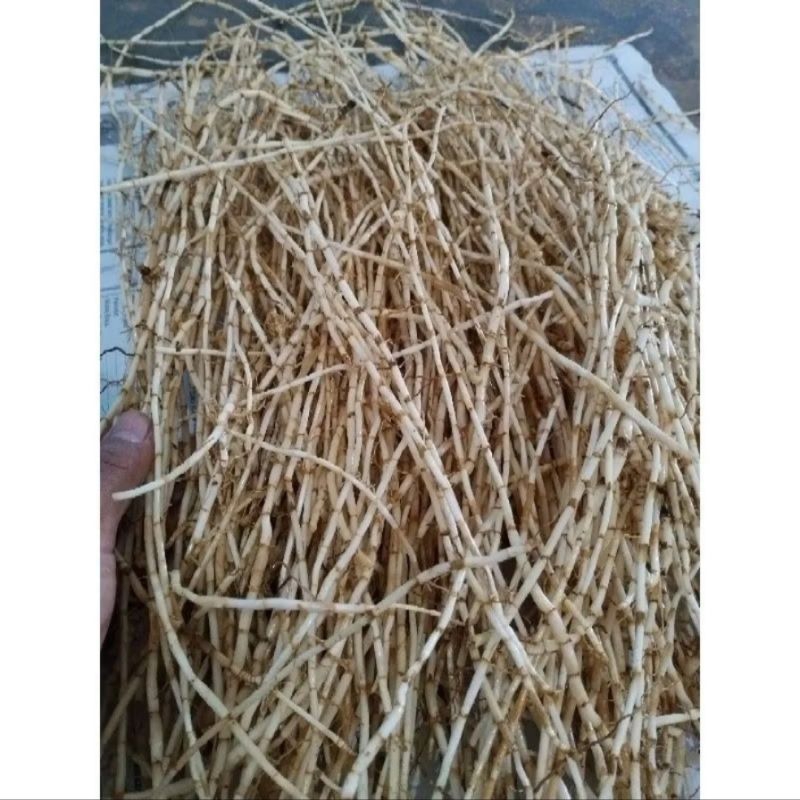 

promo akar alang alang seger fres/250g