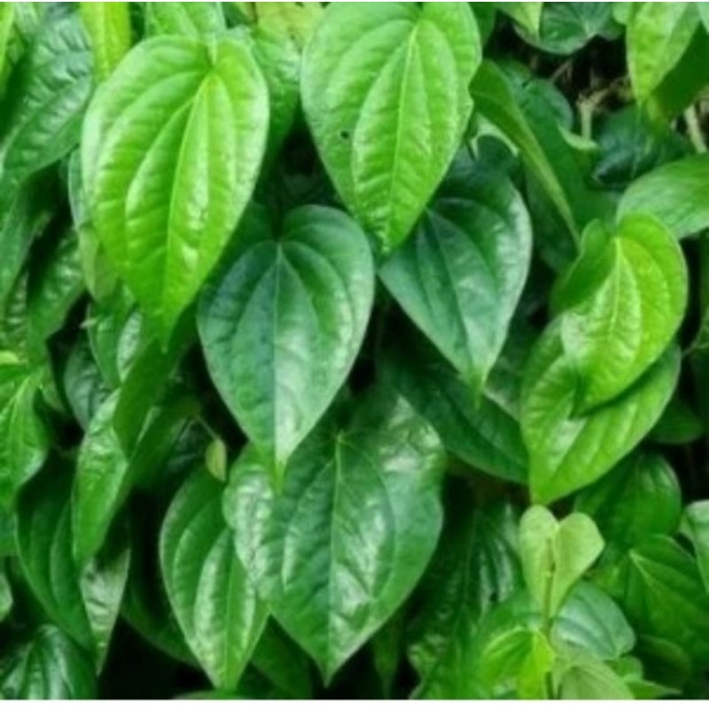 

DAUN SIRIH HIJAU SEGER 50 LEMBAR