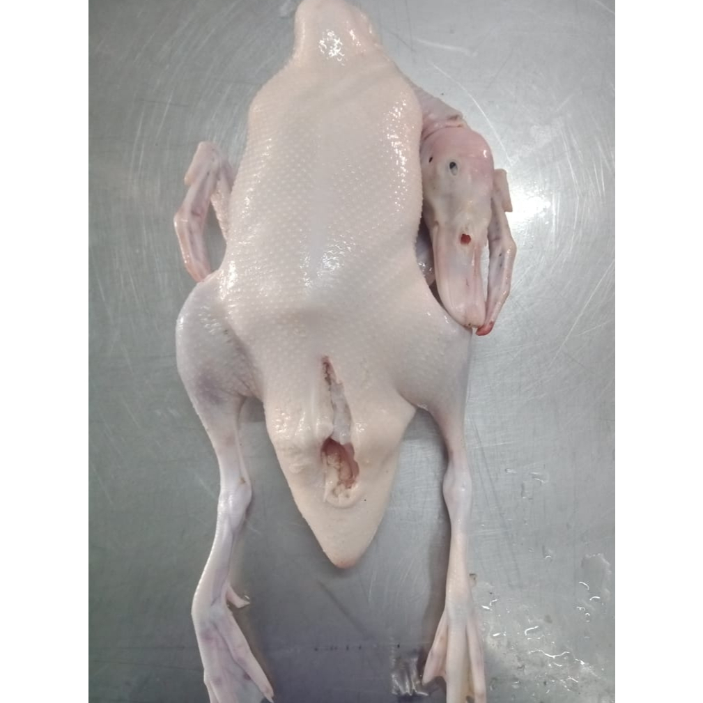 

Bebek Peking Hibrida 1,8 kg Segar Beku