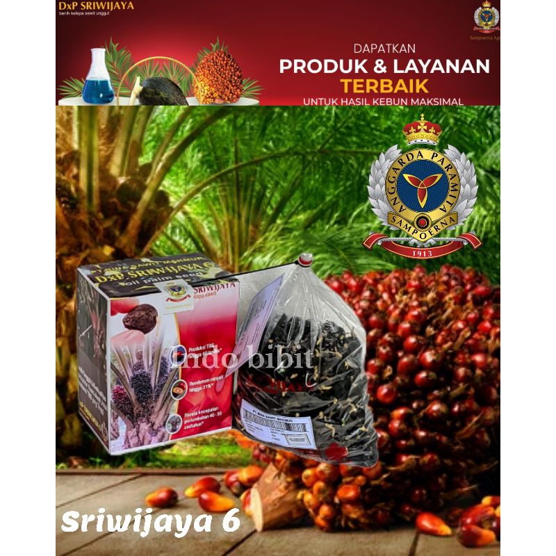 bibit sawit DxP sriwijaya 6