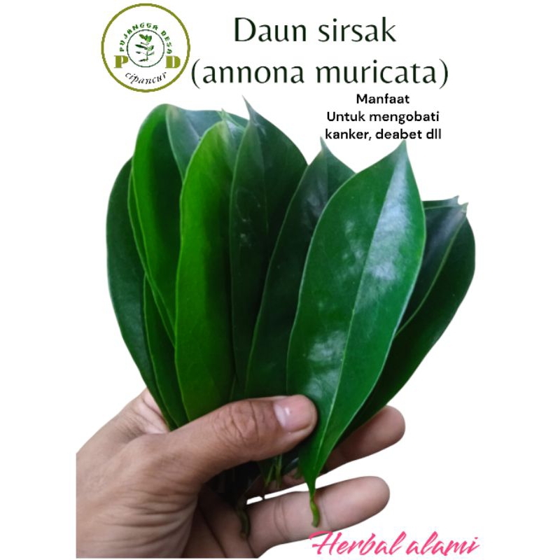 

Daun sirsak (annona muricata) isi 30_40 lembar segar organik asli alami obat segala penyakit