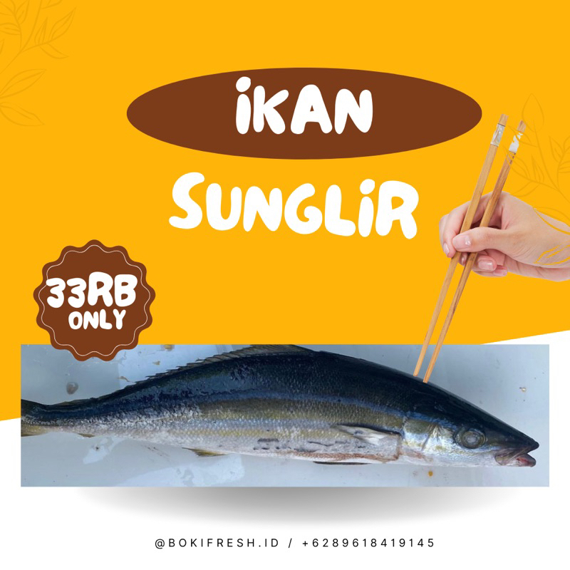 

IKAN SUNGLIR Kualitas Grade A / Pemesanan 1Kg ++