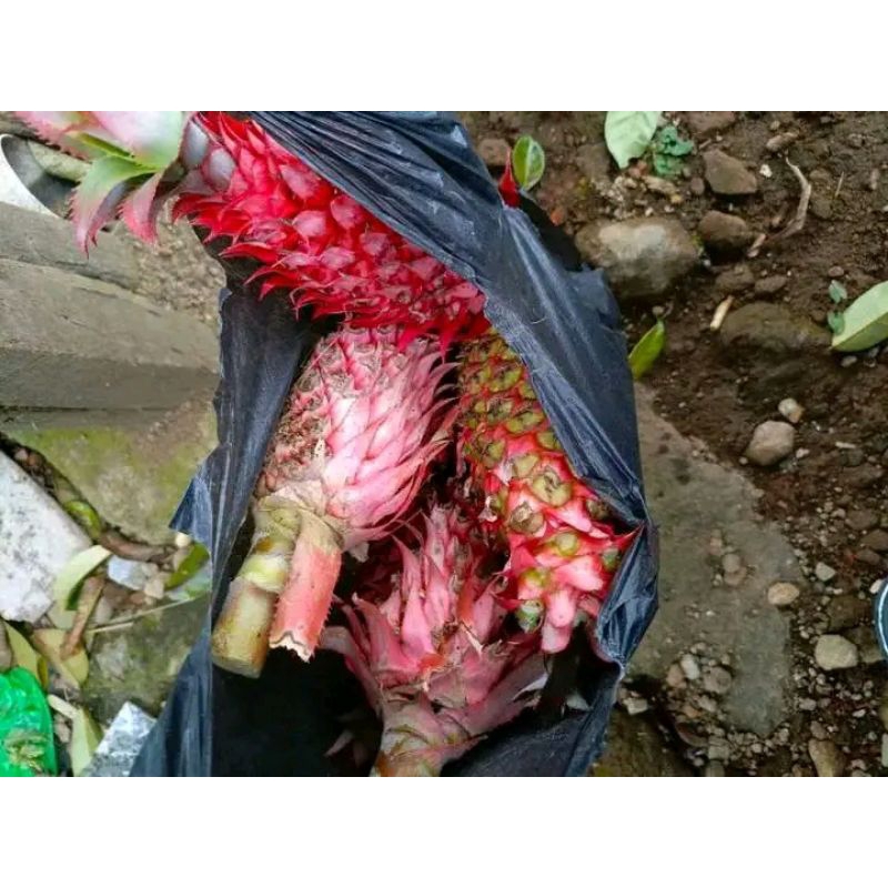 

bibit nanas manis
