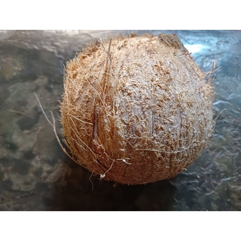 

kelapa 1 biji