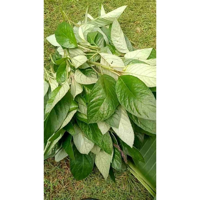 

Lalapan herbal segar daun reundeu daun rende 100gr