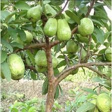 bibit jambu paarang / farang non biji original